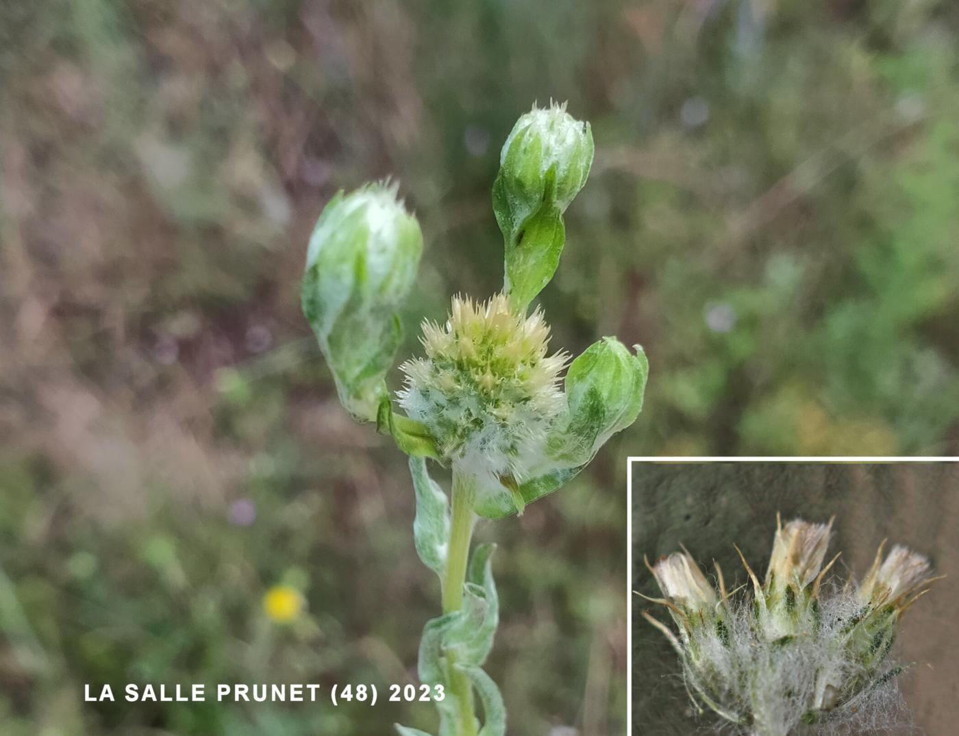 Cudweed, Common fruit